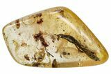 Polished Colombian Copal ( g) - Contains Flies, Ant, and Wasp! #286932-1